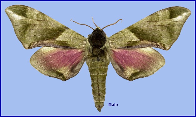 Male Callambulyx tatarinovii gabyae. Photo: © NHMUK