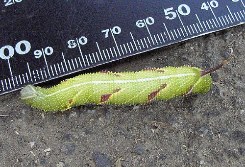 Full-grown (sixth instar) larva of Callambulyx tatarinovii gabyae, Japan. Photo: © Toru Sakaguchi.