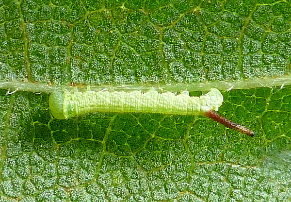 First instar larva of Callambulyx tatarinovii gabyae, Japan. Photo: © Tony Pittaway.