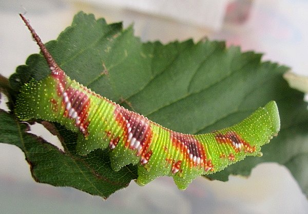 Early final (sixth) instar larva of Callambulyx tatarinovii gabyae, Japan. Photo: © Pascal Régnier.