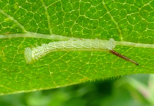 Early second instar larva of Callambulyx tatarinovii gabyae, Japan. Photo: © Tony Pittaway.