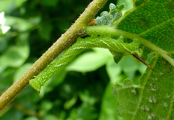 Early third instar larva of Callambulyx tatarinovii gabyae, Japan. Photo: © Tony Pittaway.