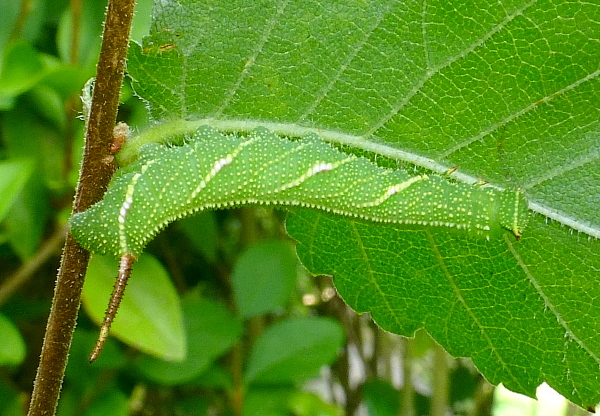 Fourth instar larva of Callambulyx tatarinovii gabyae, Japan. Photo: © Tony Pittaway.
