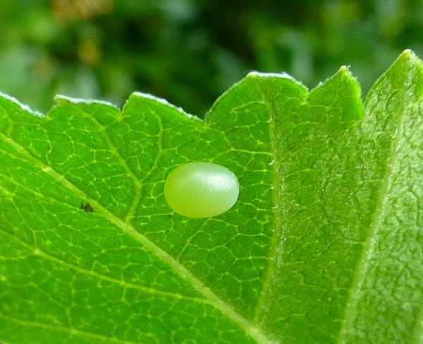 Egg of Callambulyx tatarinovii gabyae, Japan. Photo: © Tony Pittaway.