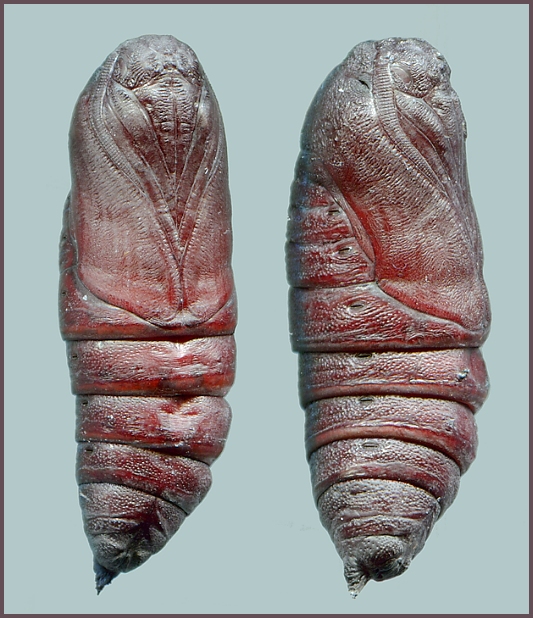 Pupa of Callambulyx tatarinovii gabyae, Japan. Photo: © Tony Pittaway.