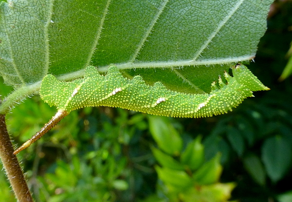 Early penultimate (fifth) instar larva of Callambulyx tatarinovii gabyae, Japan. Photo: © Tony Pittaway.