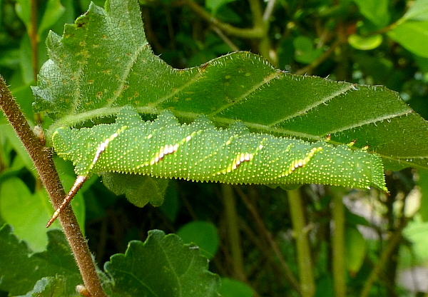 Late penultimate (fifth) instar larva of Callambulyx tatarinovii gabyae, Japan. Photo: © Tony Pittaway.