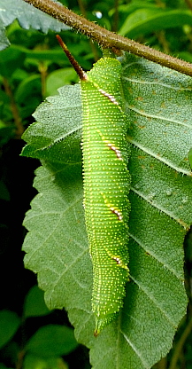 Late penultimate (fifth) instar larva of Callambulyx tatarinovii gabyae, Japan. Photo: © Tony Pittaway.