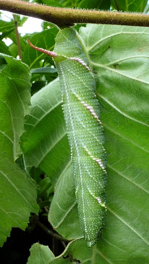 Full-grown final (sixth) instar larva of Callambulyx tatarinovii gabyae, Japan. Photo: © Tony Pittaway.