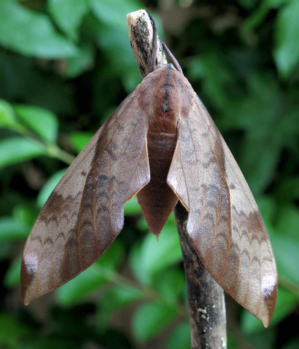 Female Clanis undulosa gigantea, China. Photo: © Gary Saunders