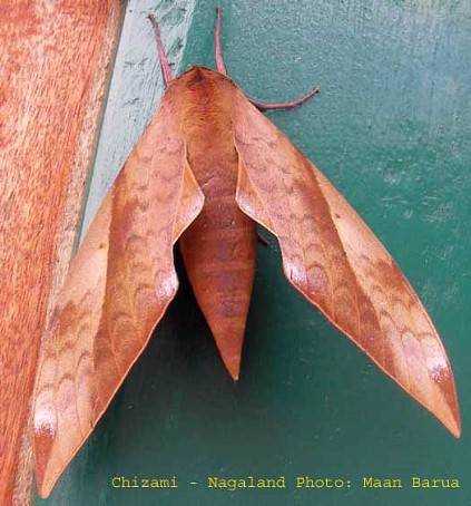 Clanis undulosa gigantea, Chizami, Nagaland, India. Photo: © Maan Barua.