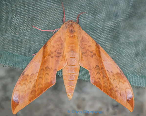 Clanis undulosa gigantea, Kuocang Mountain Nature Reserve, Zhejiang, China, 18.viii.2020. Photo: © Chen Chuntang.