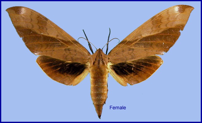 Female Clanis undulosa gigantea. Photo: © NHMUK