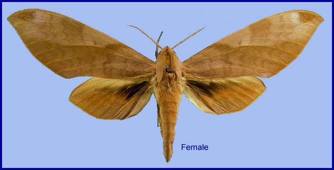 Female Clanis undulosa gigantea. Photo: © NHMUK