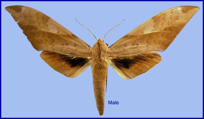 Male Clanis undulosa gigantea. Photo: © NHMUK