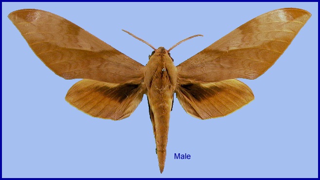 Male Clanis undulosa gigantea. Photo: © NHMUK