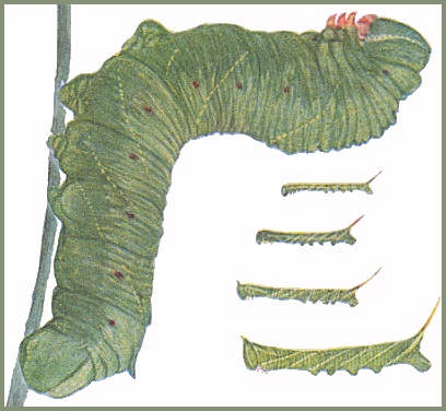 Full-grown green form larva (and immatures) of Clanis undulosa gigantea. Image: Mell, 1922b