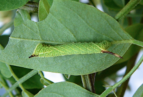 Third instar larva of Clanis undulosa gigantea, China. Photo: © Serge Yevdoshenko.