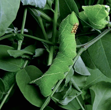 Fifth instar larva of Clanis undulosa gigantea, China. Photo: © Serge Yevdoshenko.