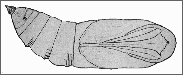 Pupa of Clanis undulosa gigantea. Image: Mell, 1922b