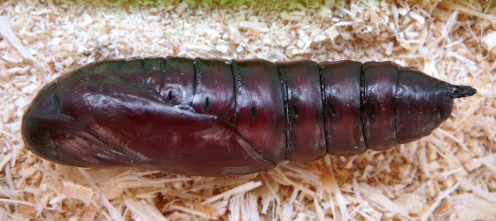 Pupa of Clanis undulosa gigantea, China. Photo: © Serge Yevdoshenko.