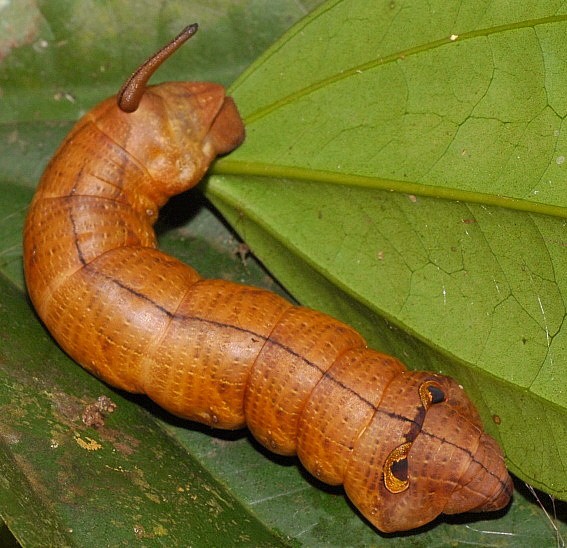 Pre-pupal Cechenena helops helops larva, Singapore. Photo: © Leong Tzi Ming