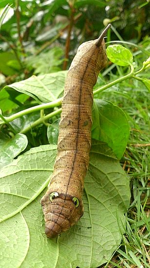 Full-grown larva of Cechenena helops helops (pale form), Sulawesi, Indonesia. Photo: © Mahmud/Gary Saunders.
