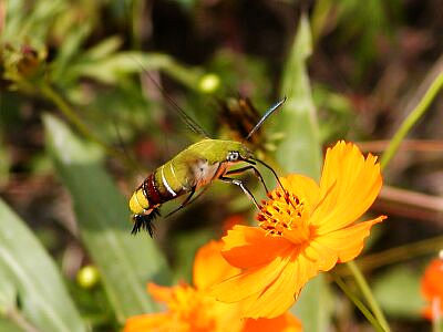 Flying Cephonodes hylas hylas, Japan. Photo: © Issunno Mushi