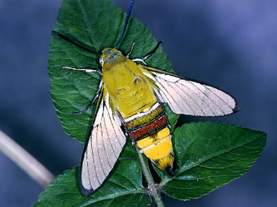 Resting Cephonodes hylas hylas with grey wing scales, Taiwan. Photo: © Felix Lin.