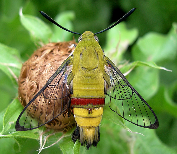 Resting male Cephonodes hylas hylas, Hangzhou, Zhejiang, China. Photo: © Tony Pittaway.