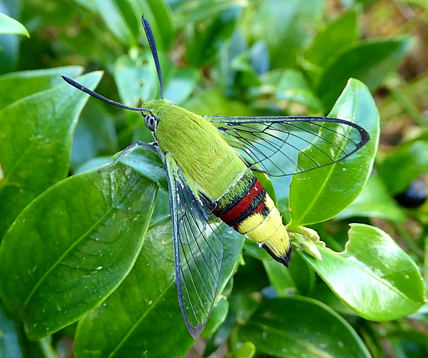 Resting male Cephonodes hylas hylas, ex Phuket, Thailand. Photo: © Tony Pittaway.