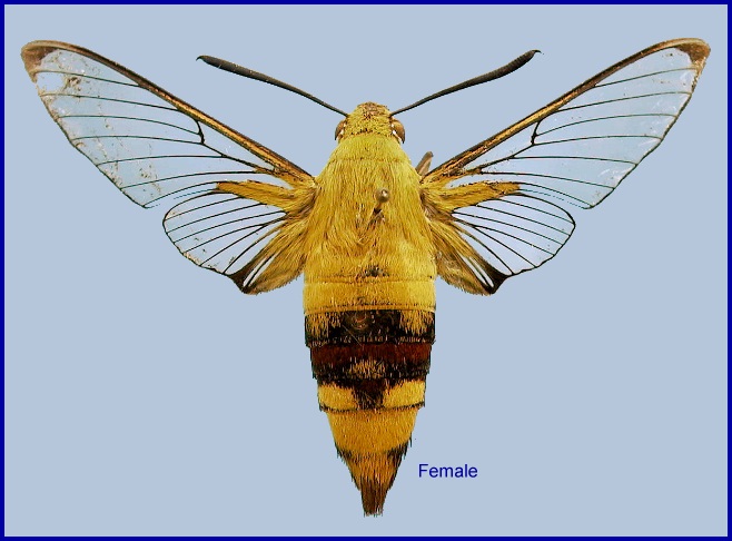 Female Cephonodes hylas hylas. Photo: © NHMUK