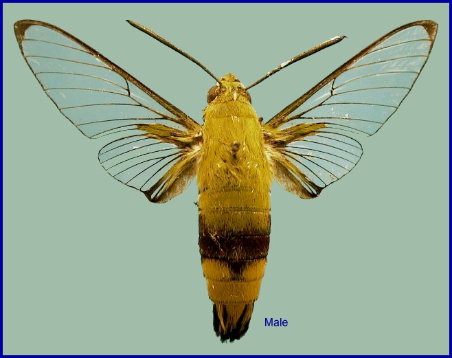 Male Cephonodes hylas hylas. Photo: © NHMUK