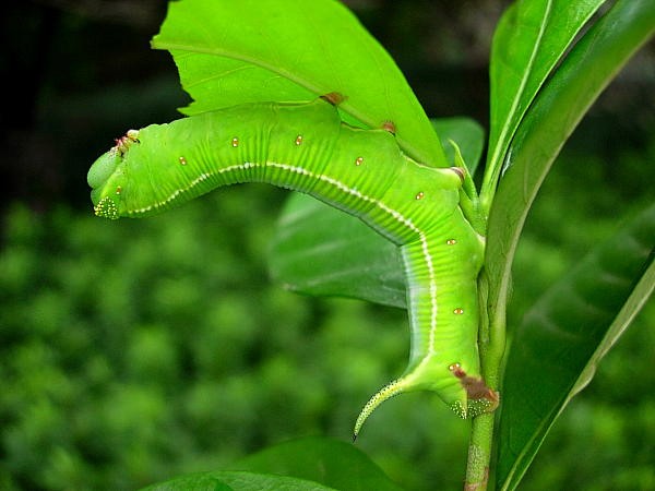 Full-grown green form larva of Cephonodes hylas hylas, Hangzhou, Zhejiang, China, 22.viii.2004. Photo: © Tony Pittaway