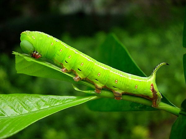 Full-grown green form larva of Cephonodes hylas hylas, Hangzhou, Zhejiang, China, China, 22.viii.2004. Photo: © Tony Pittaway