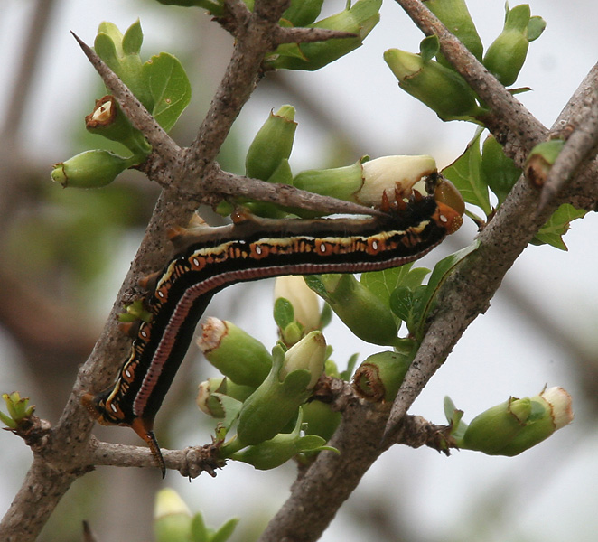 Full-grown dark form larva of Cephonodes hylas hylas on Catunaregam spinosa, Hyderabad, India, 26.vii.2009. Photo: © J. M. Garg