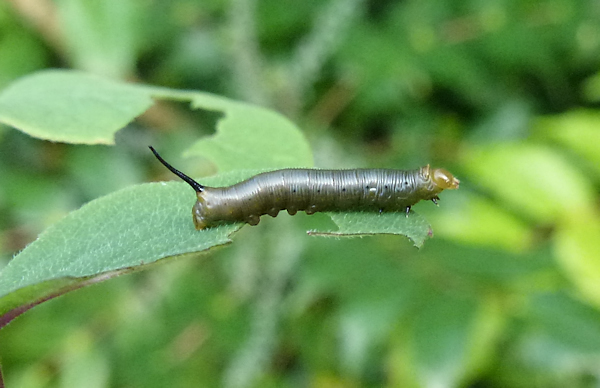 Second instar dark form larva of Cephonodes hylas hylas, Phuket, Thailand. Photo: © Tony Pittaway.