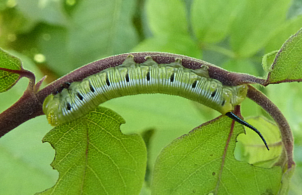Third instar green form larva of Cephonodes hylas hylas, Phuket, Thailand. Photo: © Tony Pittaway.
