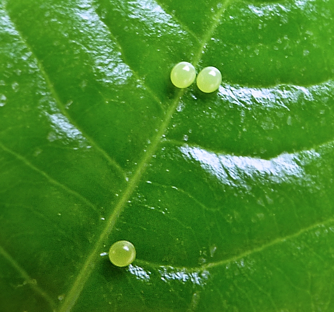 Eggs of Cephonodes hylas hylas, 'Orioles Singing in the Willows', West Lake, Hangzhou, Zhejiang, China, 12.ix.2016. Photo: © Tony Pittaway.