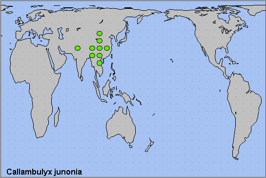 Global distribution of Callambulyx junonia. Map: © NHMUK.