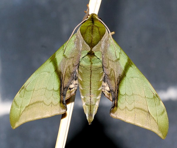 Male Callambulyx kitchingi, Dayao Shan, Guangxi, China. Photo: © Viktor Sinjaev