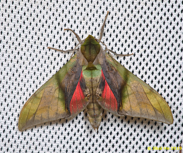 Male Callambulyx kitchingi, Simian Mountain National Scenic Resort, Chongqing, China, 1060m, 13.v.2019. Photo: © He JiBai 2019.