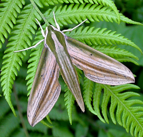 Adult male Cechetra lineosa, Taiwan. Photo: © Felix Lin.