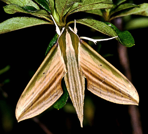Adult female Cechetra lineosa, Taiwan. Photo: © Felix Lin.