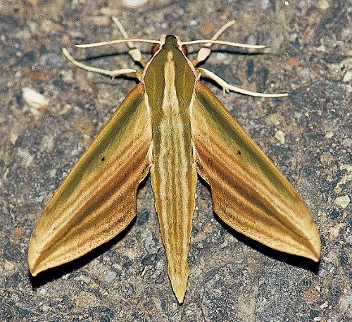 Adult Cechetra lineosa, Taiwan. Photo: © Henry Tzuoo.