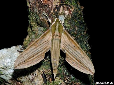 Adult Cechetra lineosa, Bukit Fraser, Malaysia. Photo: © CheongWeei Gan.