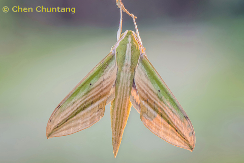 Adult Cechetra lineosa, Kuocang Mountain Nature Reserve, Zhejiang, China, 17.vii.2015. Photo: © Chen Chuntang.