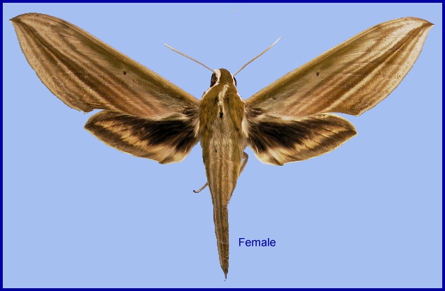Female Cechetra lineosa. Photo: © NHMUK