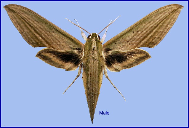 Male Cechetra lineosa. Photo: © NHMUK