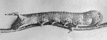 Larva of Cechetra lineosa. Photo: Mell, 1922b